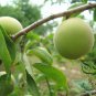 Vatica Mangachapoi, Deciduous Tree Seed 200 PCS, Qing Mei