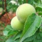 Vatica Mangachapoi, Deciduous Tree Seed 200 PCS, Qing Mei