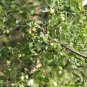 Ziziphus Jujuba, Chinese Date Seed 200 PCS, Red Date Nan Suan Zao