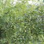 Ziziphus Jujuba, Chinese Date Seed 200 PCS, Red Date Nan Suan Zao