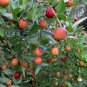 Ziziphus Jujuba, Chinese Date Seed 200 PCS, Red Date Nan Suan Zao