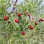 Ziziphus Jujuba, Chinese Date Seed 200 PCS, Red Date Nan Suan Zao