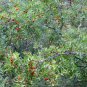 Ziziphus Jujuba, Chinese Date Seed 200 PCS, Red Date Nan Suan Zao