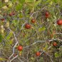Ziziphus Jujuba, Chinese Date Seed 200 PCS, Red Date Nan Suan Zao