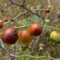 Ziziphus Jujuba, Chinese Date Seed 200 PCS, Red Date Nan Suan Zao