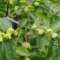 Ziziphus Montana, Suan Zao Seed 200 PCS, Shan Zao