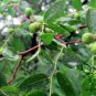 Ziziphus Montana, Suan Zao Seed 200 PCS, Shan Zao