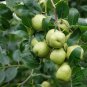 Ziziphus Montana, Suan Zao Seed 200 PCS, Shan Zao