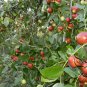 Ziziphus Montana, Suan Zao Seed 200 PCS, Shan Zao