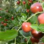 Ziziphus Montana, Suan Zao Seed 200 PCS, Shan Zao