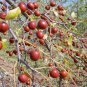 Ziziphus Montana, Suan Zao Seed 200 PCS, Shan Zao