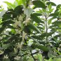 Sugar Orange, Sweet Orange Seed 500 PCS, Citrus Sha Tang Ju