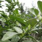 Sugar Orange, Sweet Orange Seed 500 PCS, Citrus Sha Tang Ju