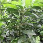Sugar Orange, Sweet Orange Seed 500 PCS, Citrus Sha Tang Ju