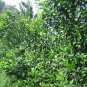 Sugar Orange, Sweet Orange Seed 500 PCS, Citrus Sha Tang Ju