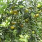 Sugar Orange, Sweet Orange Seed 500 PCS, Citrus Sha Tang Ju