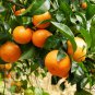 Sugar Orange, Sweet Orange Seed 500 PCS, Citrus Sha Tang Ju