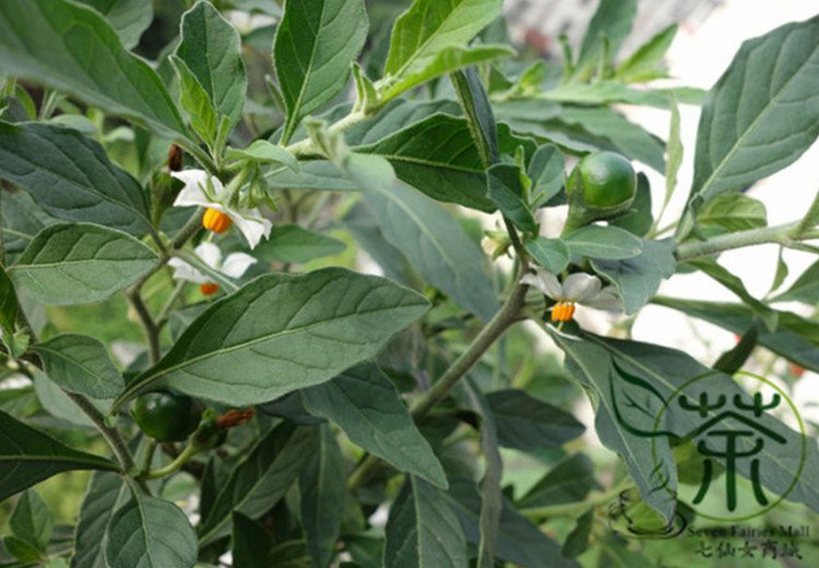 Solanum Pseudocapsicum, Jerusalem Cherry Seed 2000 PCS, Shanhu Ying