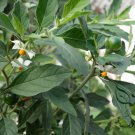 Solanum Pseudocapsicum, Jerusalem Cherry Seed 2000 PCS, Shanhu Ying