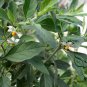 Solanum Pseudocapsicum, Jerusalem Cherry Seed 2000 PCS, Shanhu Ying