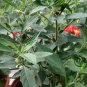Solanum Pseudocapsicum, Jerusalem Cherry Seed 2000 PCS, Shanhu Ying