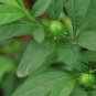 Solanum Pseudocapsicum, Jerusalem Cherry Seed 2000 PCS, Shanhu Ying