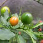 Solanum Pseudocapsicum, Jerusalem Cherry Seed 2000 PCS, Shanhu Ying