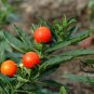 Solanum Pseudocapsicum, Jerusalem Cherry Seed 2000 PCS, Shanhu Ying