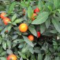 Solanum Pseudocapsicum, Jerusalem Cherry Seed 2000 PCS, Shanhu Ying