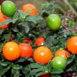 Solanum Pseudocapsicum, Jerusalem Cherry Seed 2000 PCS, Shanhu Ying