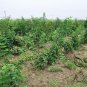 Rubus Corchorifolius, Shan Mei Fruit Seed 2000 PCS, Shu Mei