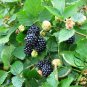 Rubus Corchorifolius, Shan Mei Fruit Seed 2000 PCS, Shu Mei
