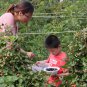 Rubus Corchorifolius, Shan Mei Fruit Seed 2000 PCS, Shu Mei