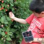 Rubus Corchorifolius, Shan Mei Fruit Seed 2000 PCS, Shu Mei