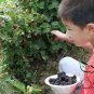 Rubus Corchorifolius, Shan Mei Fruit Seed 2000 PCS, Shu Mei