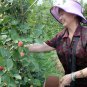 Rubus Corchorifolius, Shan Mei Fruit Seed 2000 PCS, Shu Mei