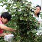 Rubus Corchorifolius, Shan Mei Fruit Seed 2000 PCS, Shu Mei