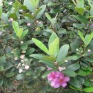 Rhodomyrtus Tomentosa, Rose Myrtle Seed 2000 PCS, Tao Jin Liang