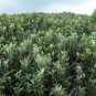 Rhodomyrtus Tomentosa, Rose Myrtle Seed 2000 PCS, Tao Jin Liang