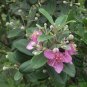 Rhodomyrtus Tomentosa, Rose Myrtle Seed 2000 PCS, Tao Jin Liang