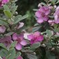 Rhodomyrtus Tomentosa, Rose Myrtle Seed 2000 PCS, Tao Jin Liang