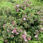 Rhodomyrtus Tomentosa, Rose Myrtle Seed 2000 PCS, Tao Jin Liang