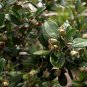 Rhodomyrtus Tomentosa, Rose Myrtle Seed 2000 PCS, Tao Jin Liang
