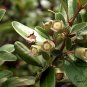 Rhodomyrtus Tomentosa, Rose Myrtle Seed 2000 PCS, Tao Jin Liang