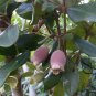 Rhodomyrtus Tomentosa, Rose Myrtle Seed 2000 PCS, Tao Jin Liang