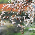 Pyrus Calleryana, Callery Pear Seed 500 PCS, Bradford Pear Tang Li