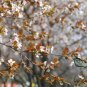 Pyrus Calleryana, Callery Pear Seed 500 PCS, Bradford Pear Tang Li
