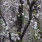 Pyrus Calleryana, Callery Pear Seed 500 PCS, Bradford Pear Tang Li