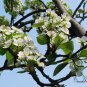 Pyrus Calleryana, Callery Pear Seed 500 PCS, Bradford Pear Tang Li