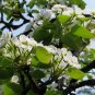 Pyrus Calleryana, Callery Pear Seed 500 PCS, Bradford Pear Tang Li